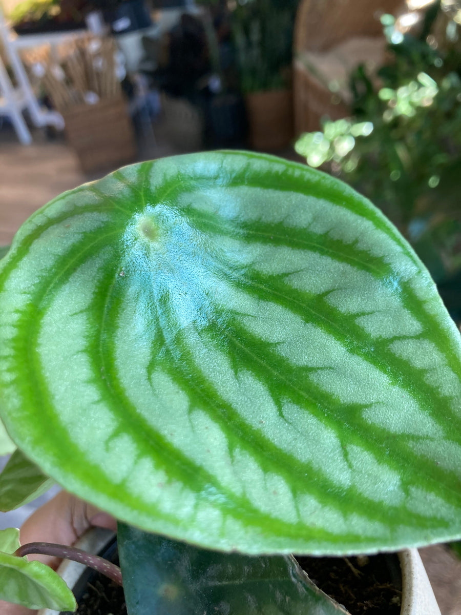 Peperomia Watermelon - Plant Salon