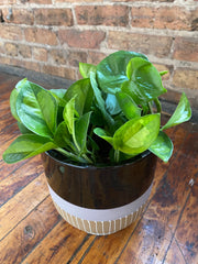 Plant Salon - Global Green Pothos