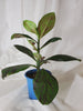 Euphorbia Synadenium var. rubrum (african milk bush) Plant Salon.