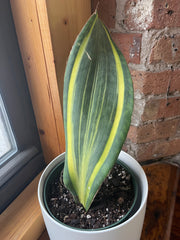 variegated sansevieria whale fin