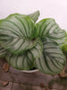 Plant Salon - Calathea Orbifolia