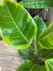 Ficus Altissima - Plant Salon