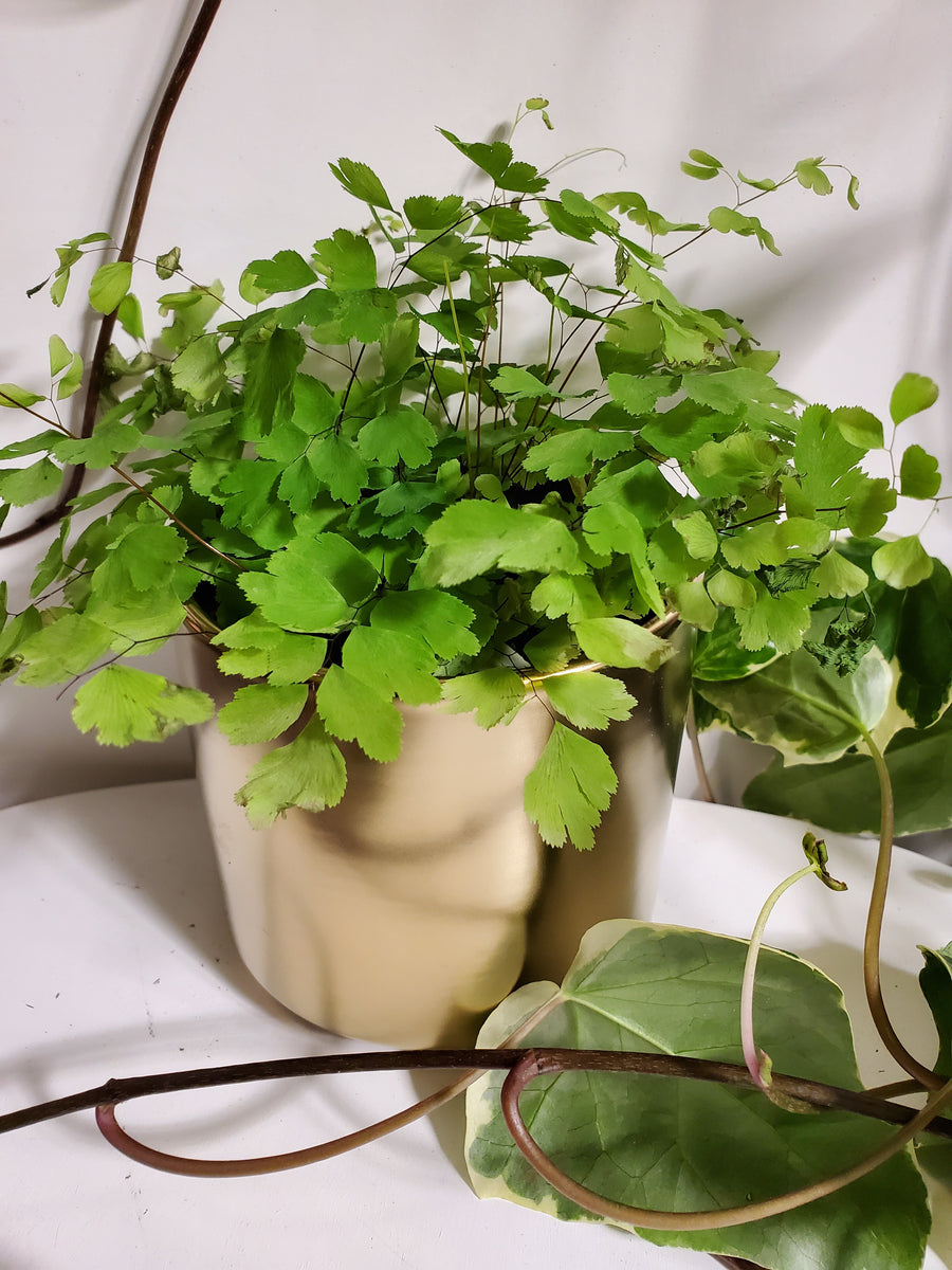 Plant Salon - Maidenhair Fern