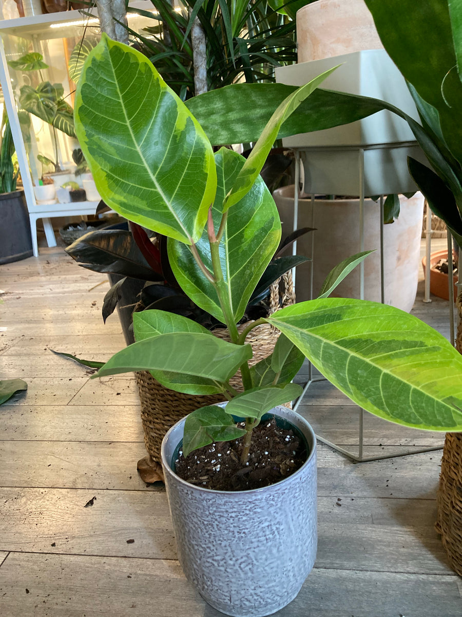 Ficus Altissima - Plant Salon
