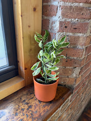Tall variegated succlent with zig zag stem sitting on a windowsill at Plant Salon