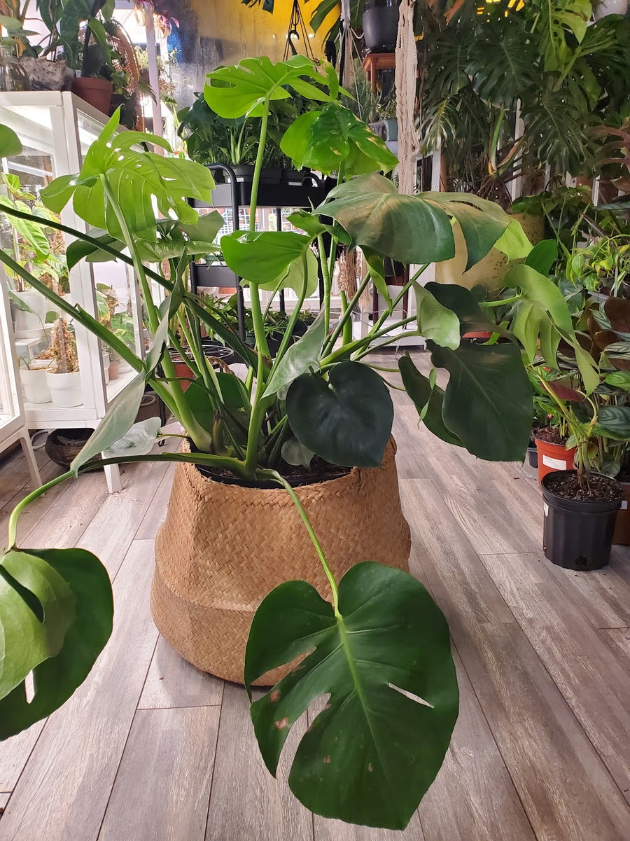 Monstera Deliciosa - Green/Standard - Plant Salon