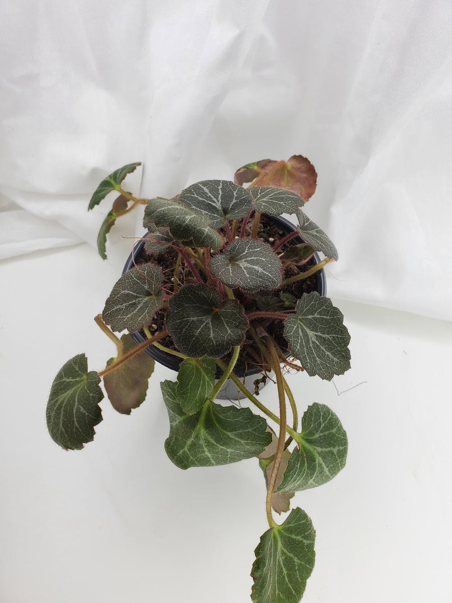 Strawberry Begonia - Plant Salon