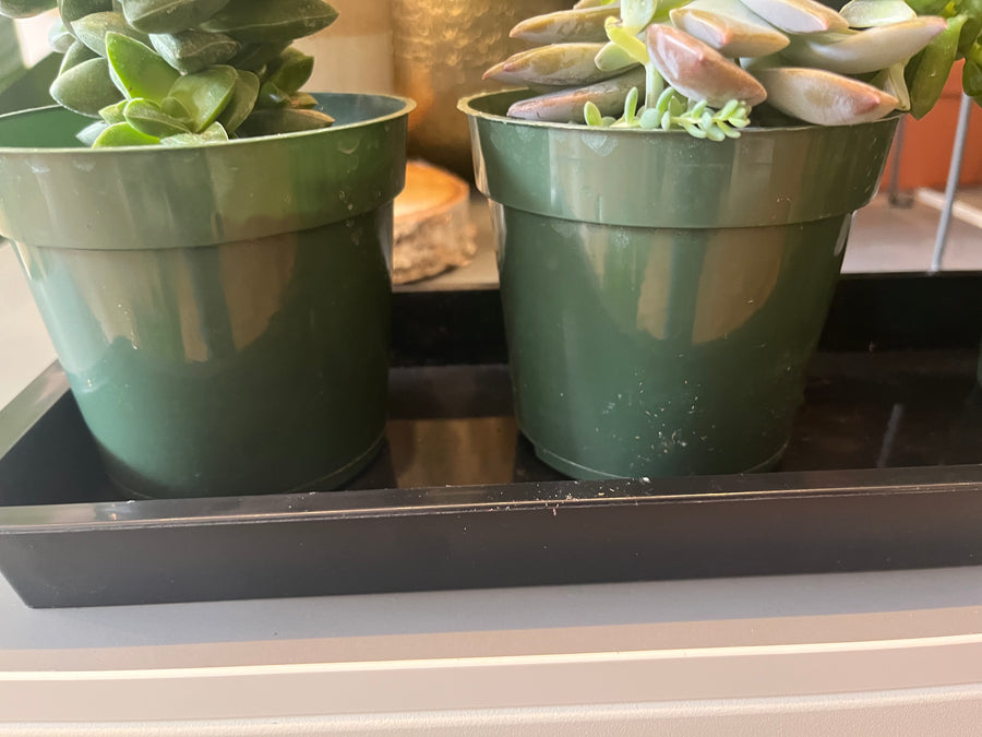 Extra Long Windowsill Plant Tray
