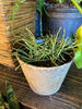 Hoya Retusa - Plant Salon