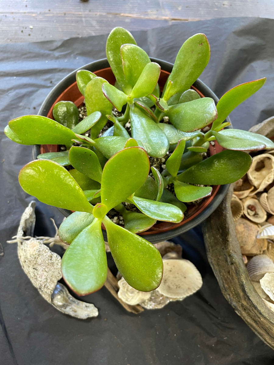 Jade plant - Plant Salon