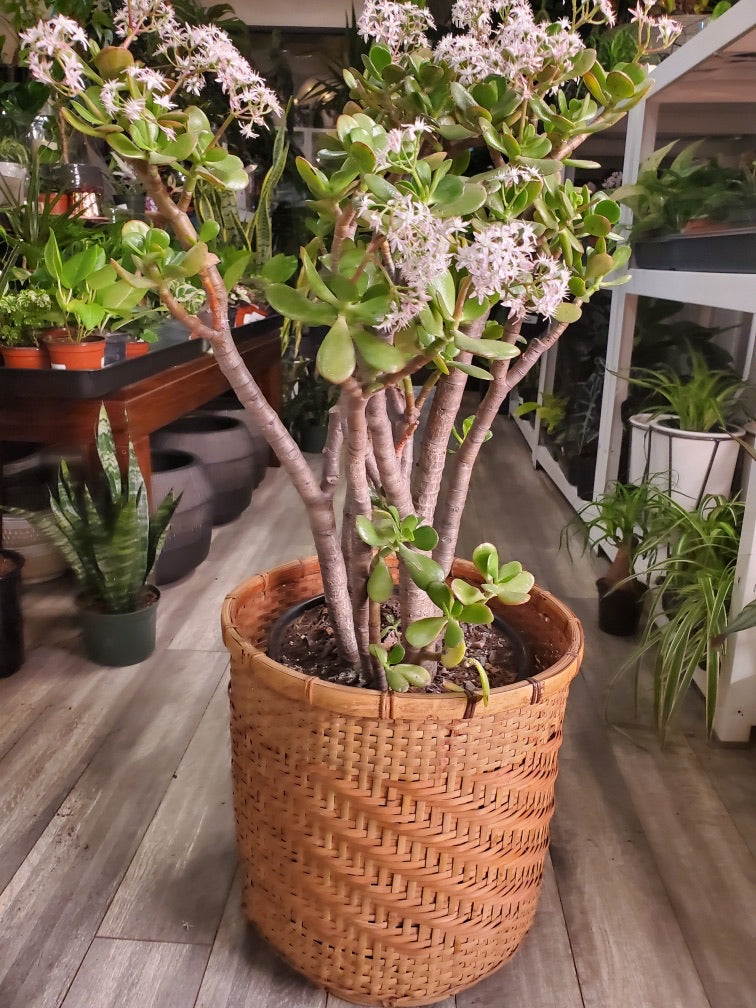 Jade plant - Plant Salon