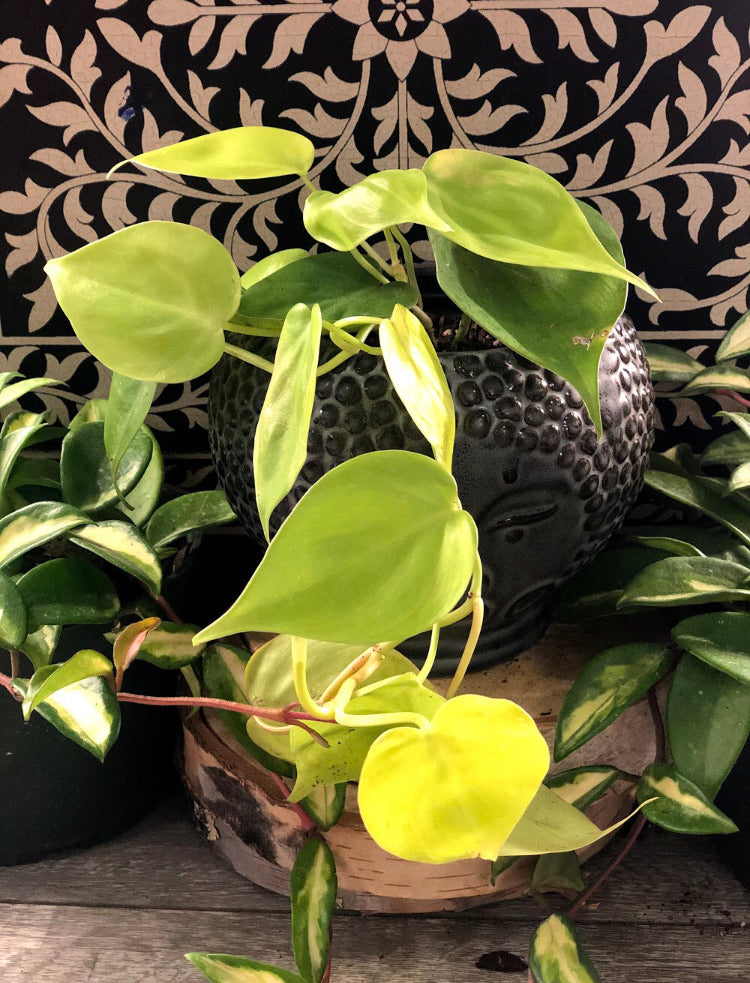 Neon Philodendron