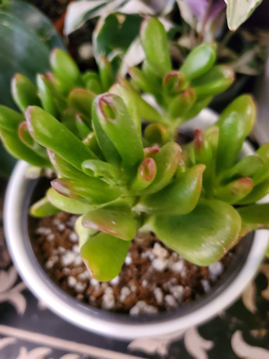 Plant Salon - Crassula ovata ‘Gollum’
