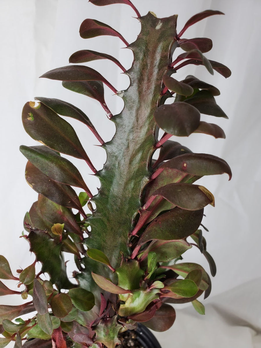 Euphorbia Red Trigona, 