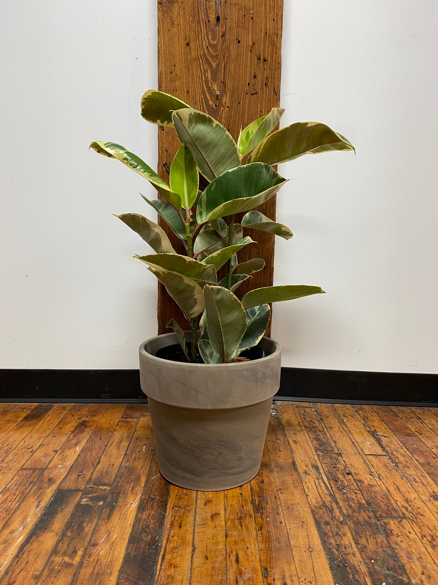 Ficus Tineke - Plant Salon