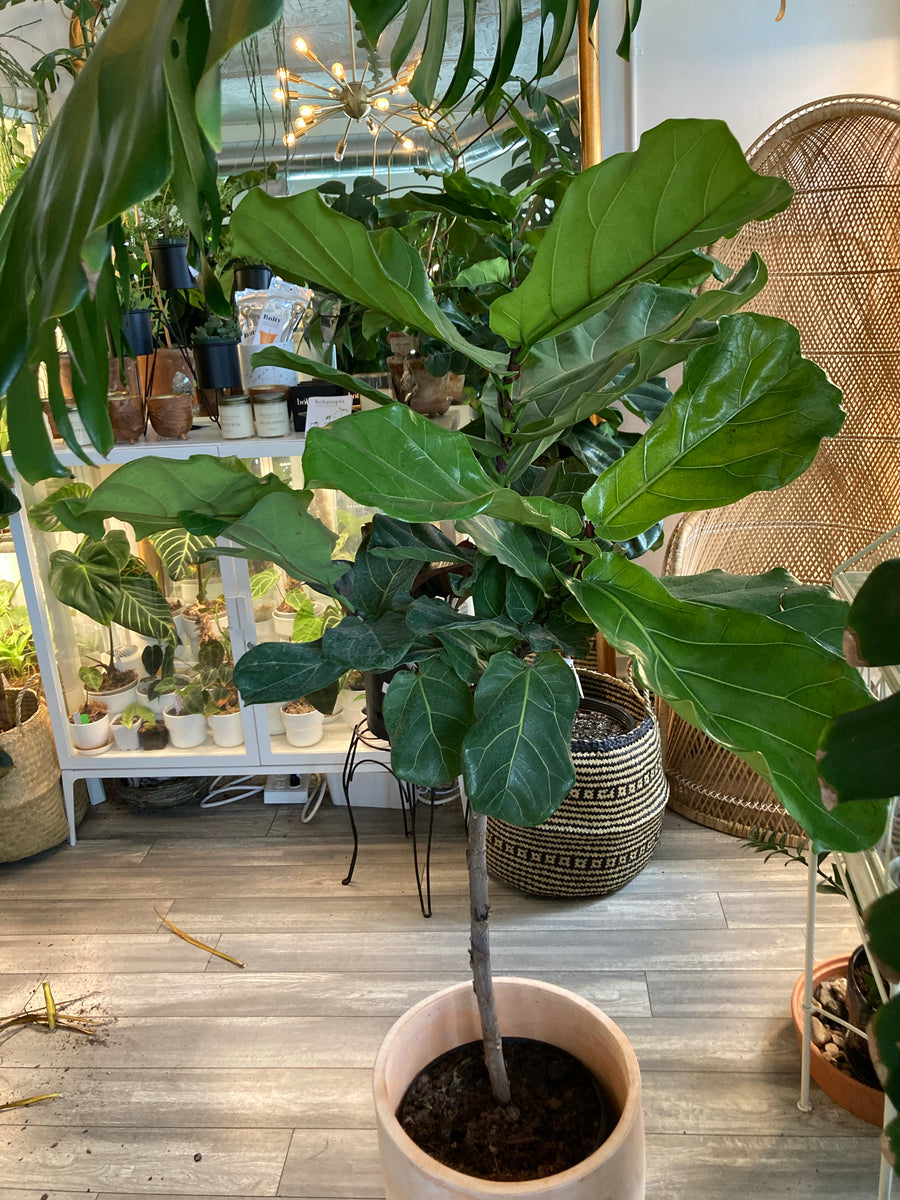 Fiddle Leaf Fig Ficus Lyrata tree - Plant Salon