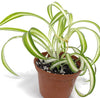 Plant Salon - Spider Plant