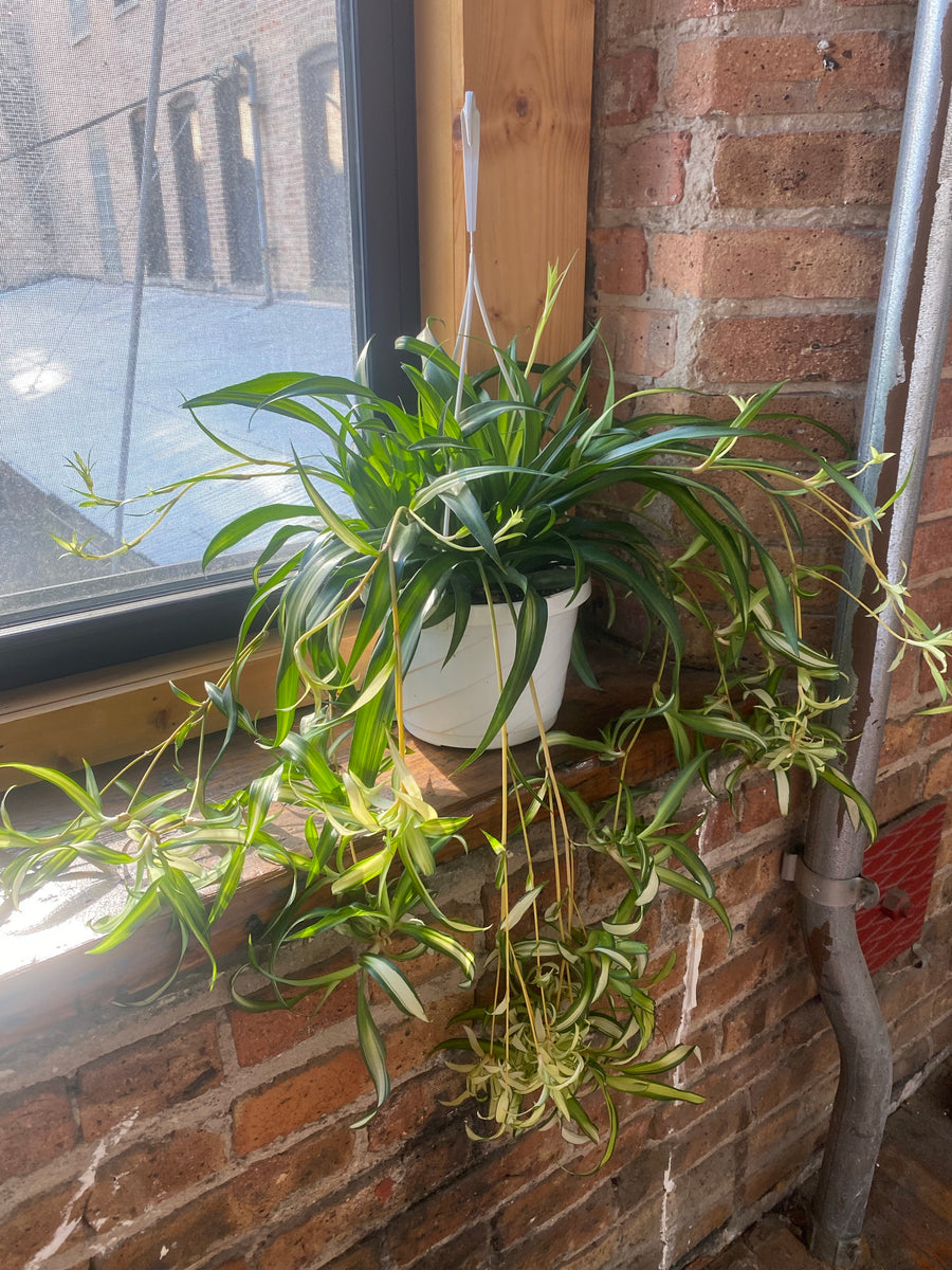 Plant Salon - Spider Plant