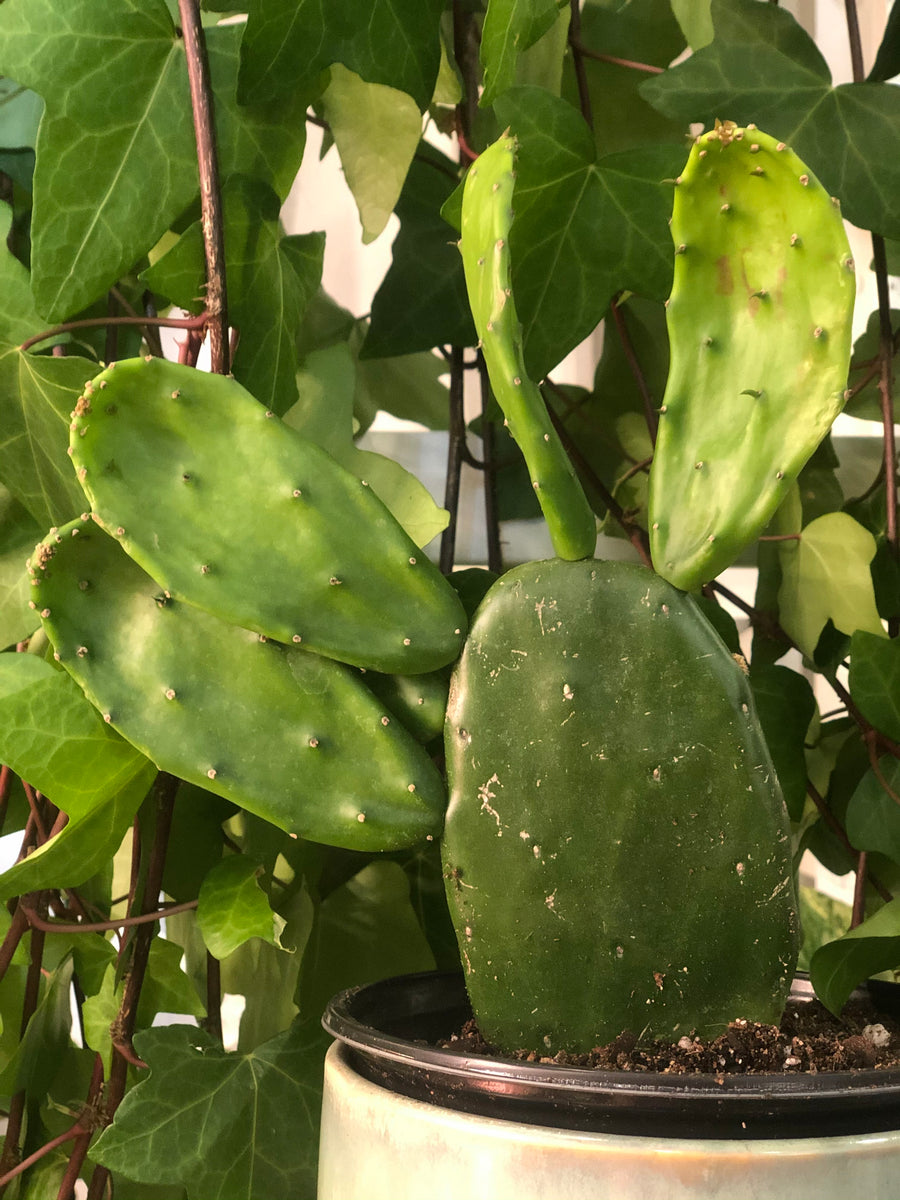Cactus Opuntia