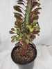 Euphorbia Red Trigona, "African Milkbush" - Plant Salon