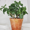 Jade Crassula succulent plant - Plant Salon